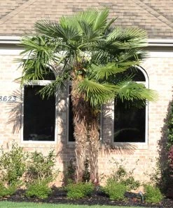 Brighter Blooms Windmill Palm Tree Palm Trees 9 Brighter Blooms Windmill Palm Tree Palm Trees