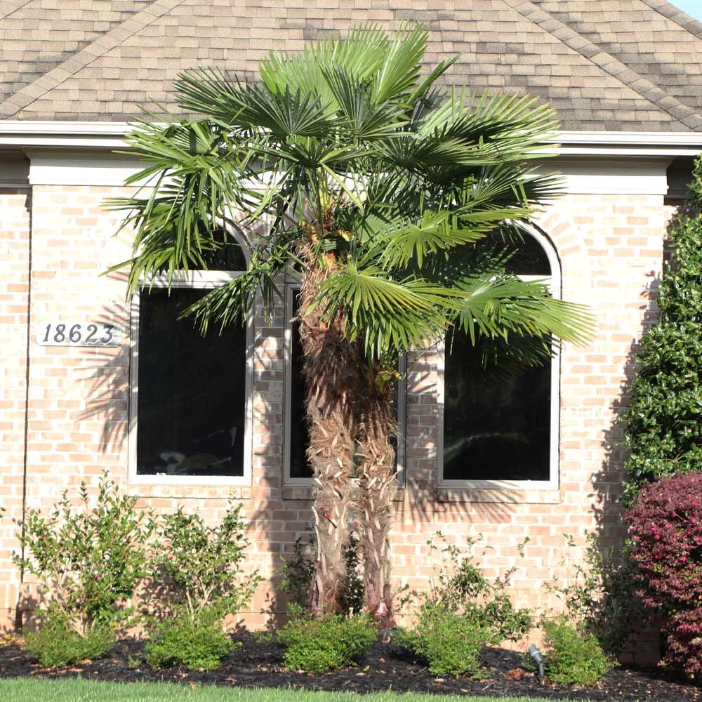 Brighter Blooms New Trees Windmill Palm Tree 4 Brighter Blooms New Trees Windmill Palm Tree