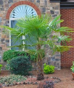 Brighter Blooms New Trees Windmill Palm Tree 8 Brighter Blooms New Trees Windmill Palm Tree