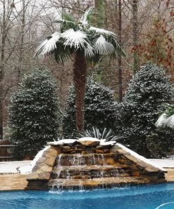 Brighter Blooms Windmill Palm Tree Palm Trees 10 Brighter Blooms Windmill Palm Tree Palm Trees