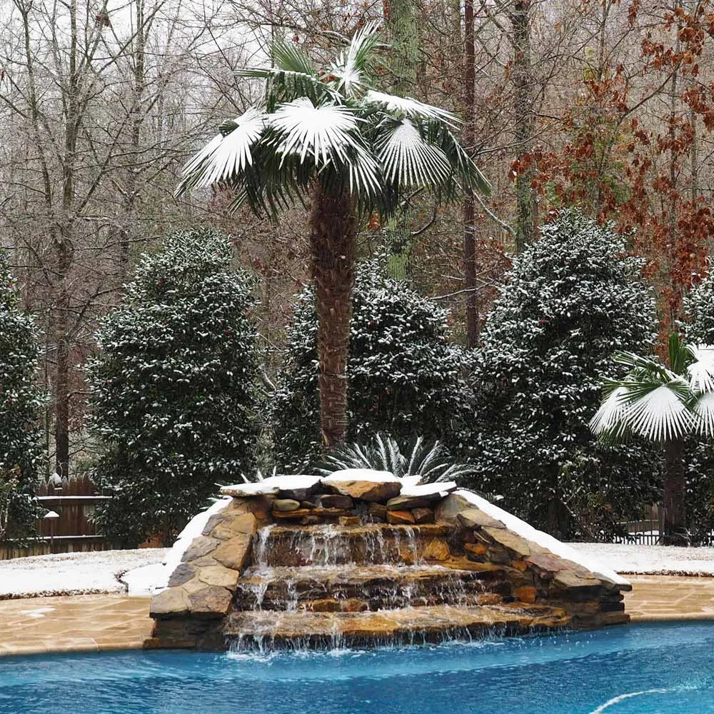 Brighter Blooms Windmill Palm Tree Palm Trees 5 Brighter Blooms Windmill Palm Tree Palm Trees