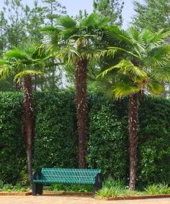 Brighter Blooms New Trees Windmill Palm Tree 11 Brighter Blooms New Trees Windmill Palm Tree