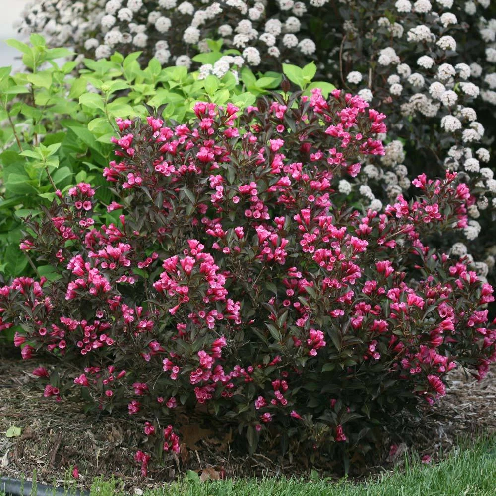 Brighter Blooms Shrubs & Hedges Wine & Roses® Weigela Shrub 2 Brighter Blooms Shrubs & Hedges Wine & Roses® Weigela Shrub