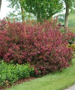 Brighter Blooms Shrubs & Hedges Wine & Roses® Weigela Shrub 7 Brighter Blooms Shrubs & Hedges Wine & Roses® Weigela Shrub