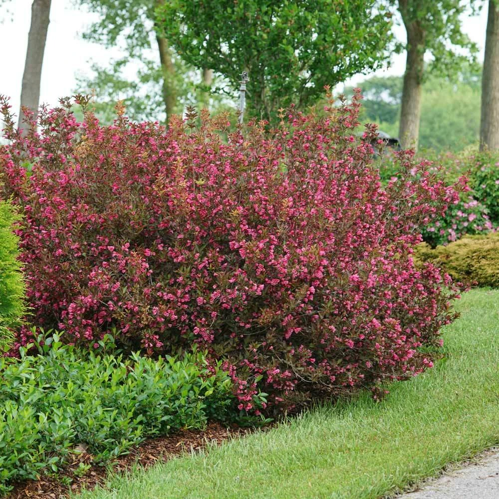 Brighter Blooms Shrubs & Hedges Wine & Roses® Weigela Shrub 3 Brighter Blooms Shrubs & Hedges Wine & Roses® Weigela Shrub