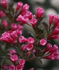 Brighter Blooms Shrubs & Hedges Wine & Roses® Weigela Shrub 8 Brighter Blooms Shrubs & Hedges Wine & Roses® Weigela Shrub