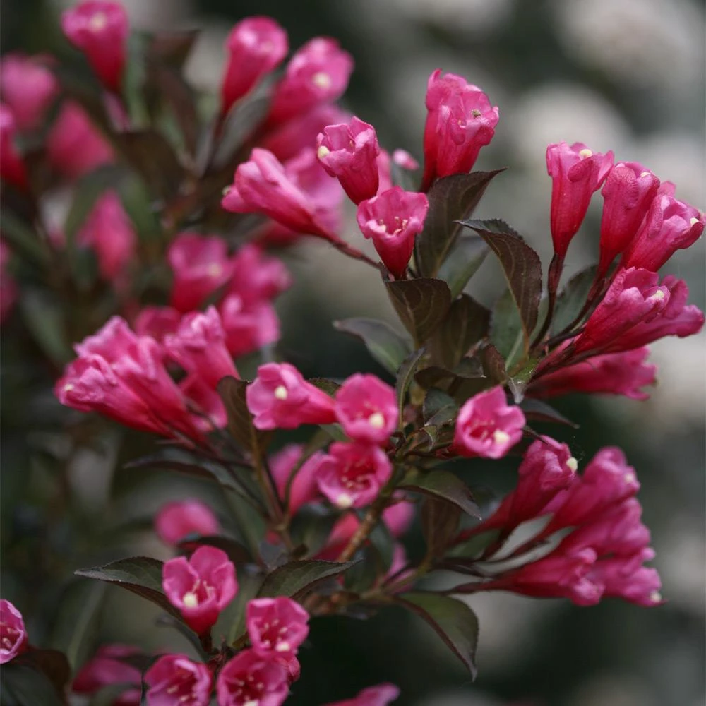 Brighter Blooms Shrubs & Hedges Wine & Roses® Weigela Shrub 4 Brighter Blooms Shrubs & Hedges Wine & Roses® Weigela Shrub
