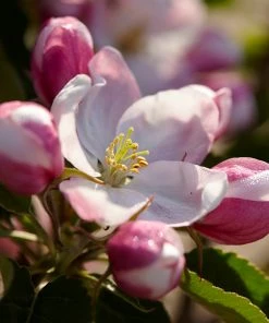 Brighter Blooms Fruit Trees Winesap Apple Tree 6 Brighter Blooms Fruit Trees Winesap Apple Tree