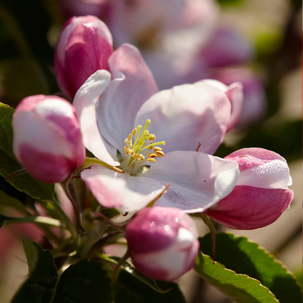 Brighter Blooms Fruit Trees Winesap Apple Tree 3 Brighter Blooms Fruit Trees Winesap Apple Tree