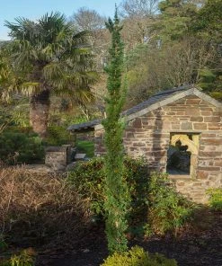 Brighter Blooms Evergreen & Privacy Wissel's Saguaro Cypress Tree