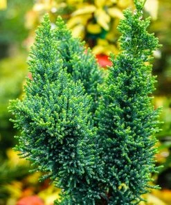 Brighter Blooms Evergreen & Privacy Wissel's Saguaro Cypress Tree 6 Brighter Blooms Evergreen & Privacy Wissel's Saguaro Cypress Tree