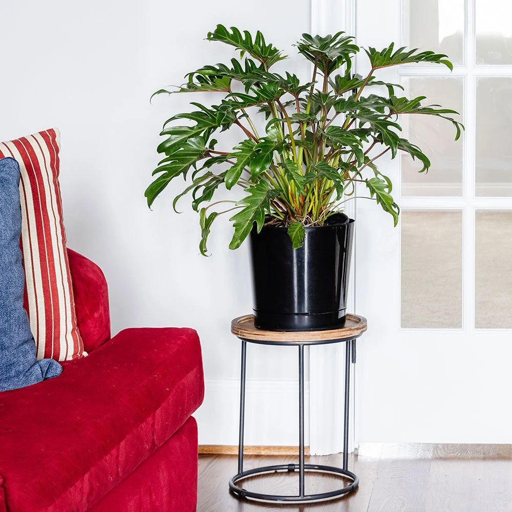 Brighter Blooms Xanadu Philodendron (Winterbourn) Plant 3 Brighter Blooms Xanadu Philodendron (Winterbourn) Plant