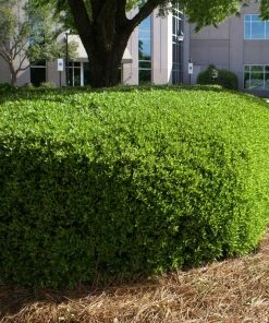 Brighter Blooms Dwarf Yaupon Holly Shrub 9 Brighter Blooms Dwarf Yaupon Holly Shrub