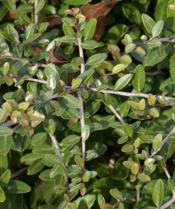 Brighter Blooms Dwarf Yaupon Holly Shrub 7 Brighter Blooms Dwarf Yaupon Holly Shrub