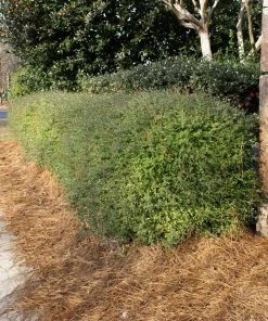 Brighter Blooms Dwarf Yaupon Holly Shrub 8 Brighter Blooms Dwarf Yaupon Holly Shrub