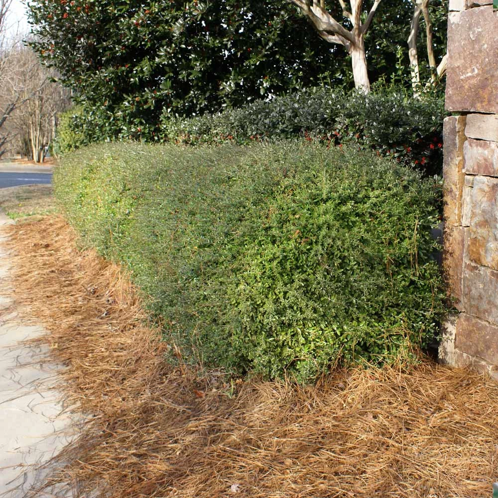 Brighter Blooms Dwarf Yaupon Holly Shrub 4 Brighter Blooms Dwarf Yaupon Holly Shrub