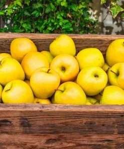 Brighter Blooms Golden Delicious Apple Tree 7 Brighter Blooms Golden Delicious Apple Tree