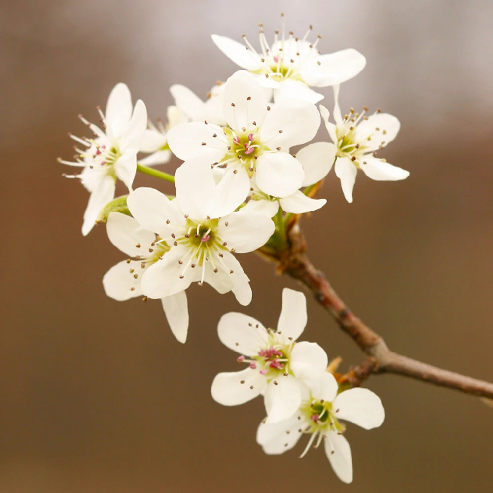 Brighter Blooms Golden Delicious Apple Tree 4 Brighter Blooms Golden Delicious Apple Tree