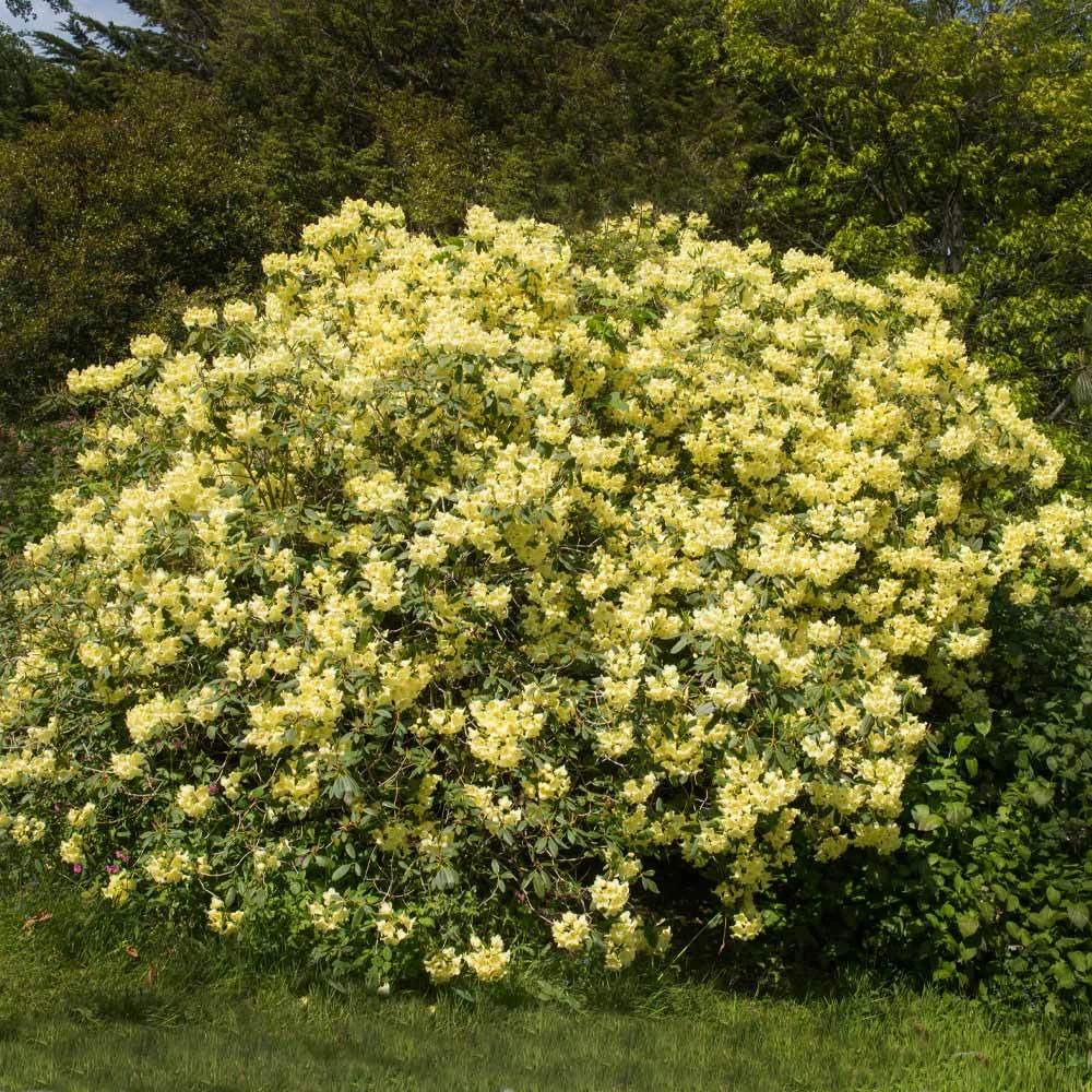 Brighter Blooms Yellow Rhododendron Shrub 2 Brighter Blooms Yellow Rhododendron Shrub
