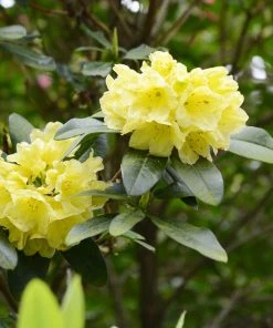 Brighter Blooms Yellow Rhododendron Shrub 5 Brighter Blooms Yellow Rhododendron Shrub