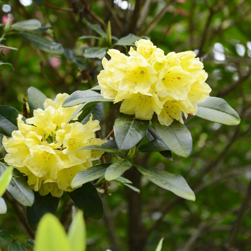 Brighter Blooms Yellow Rhododendron Shrub 3 Brighter Blooms Yellow Rhododendron Shrub