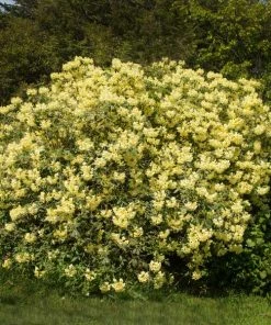 Brighter Blooms Yellow Rhododendron Shrub