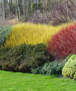 Brighter Blooms Yellow Twig Dogwood Shrub 10 Brighter Blooms Yellow Twig Dogwood Shrub