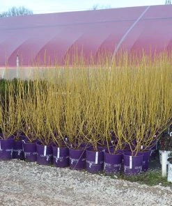 Brighter Blooms Yellow Twig Dogwood Shrub 15 Brighter Blooms Yellow Twig Dogwood Shrub