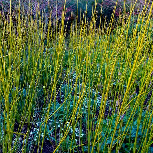 Brighter Blooms Yellow Twig Dogwood Shrub 1 Brighter Blooms Yellow Twig Dogwood Shrub