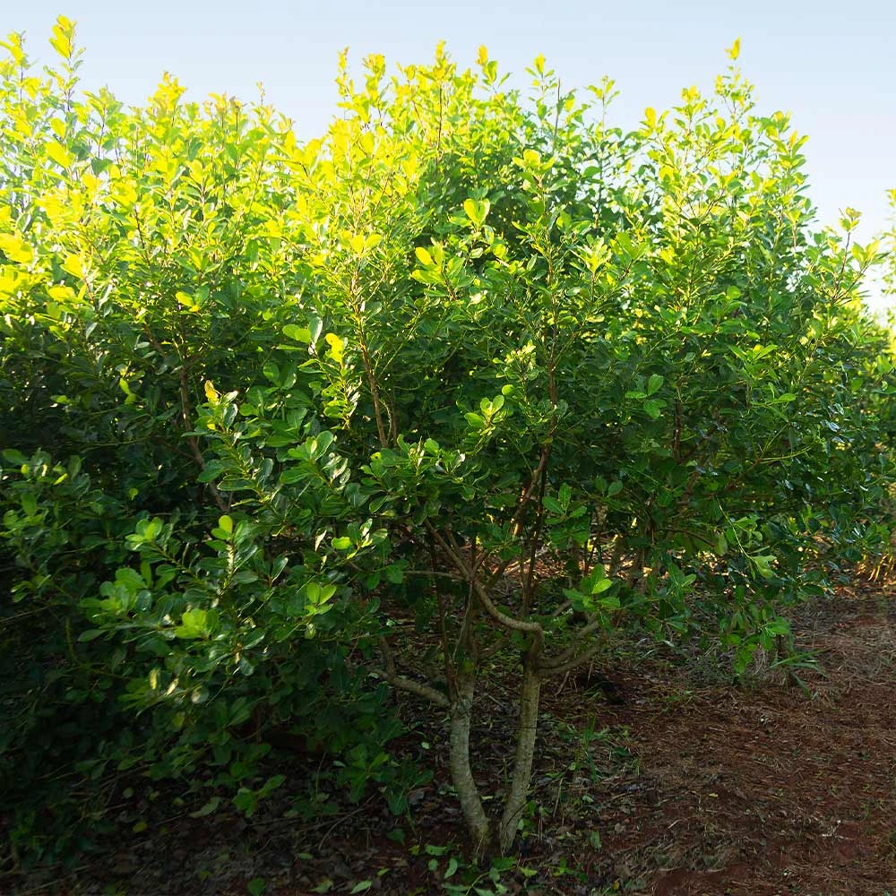 Brighter Blooms Fruit Trees Yerba Mate Plant 5 Brighter Blooms Fruit Trees Yerba Mate Plant