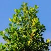 Brighter Blooms Fruit Trees Yerba Mate Plant