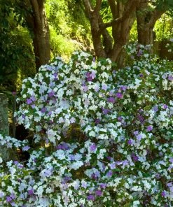 Brighter Blooms Yesterday, Today And Tomorrow Plant Shrubs & Hedges