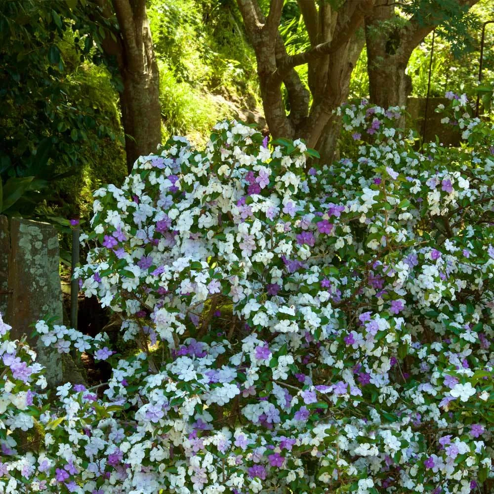 Brighter Blooms Yesterday, Today And Tomorrow Plant Shrubs & Hedges 2 Brighter Blooms Yesterday, Today And Tomorrow Plant Shrubs & Hedges