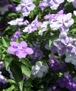Brighter Blooms Yesterday, Today And Tomorrow Plant Shrubs & Hedges 5 Brighter Blooms Yesterday, Today And Tomorrow Plant Shrubs & Hedges