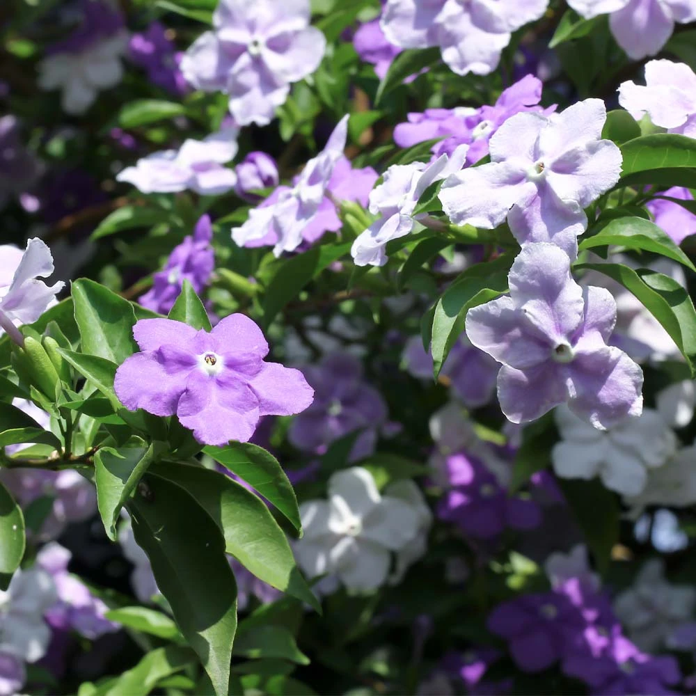 Brighter Blooms Yesterday, Today And Tomorrow Plant Shrubs & Hedges 3 Brighter Blooms Yesterday, Today And Tomorrow Plant Shrubs & Hedges