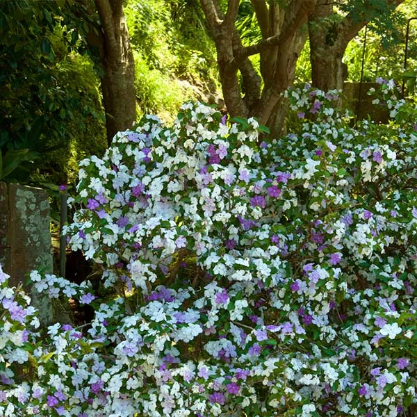 Brighter Blooms Yesterday, Today And Tomorrow Plant Shrubs & Hedges 1 Brighter Blooms Yesterday, Today And Tomorrow Plant Shrubs & Hedges