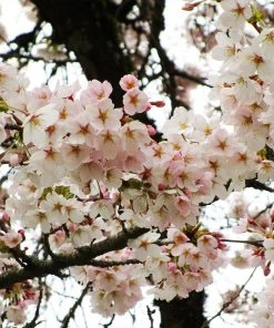 Brighter Blooms Flowering Trees Yoshino Cherry Tree 6 Brighter Blooms Flowering Trees Yoshino Cherry Tree