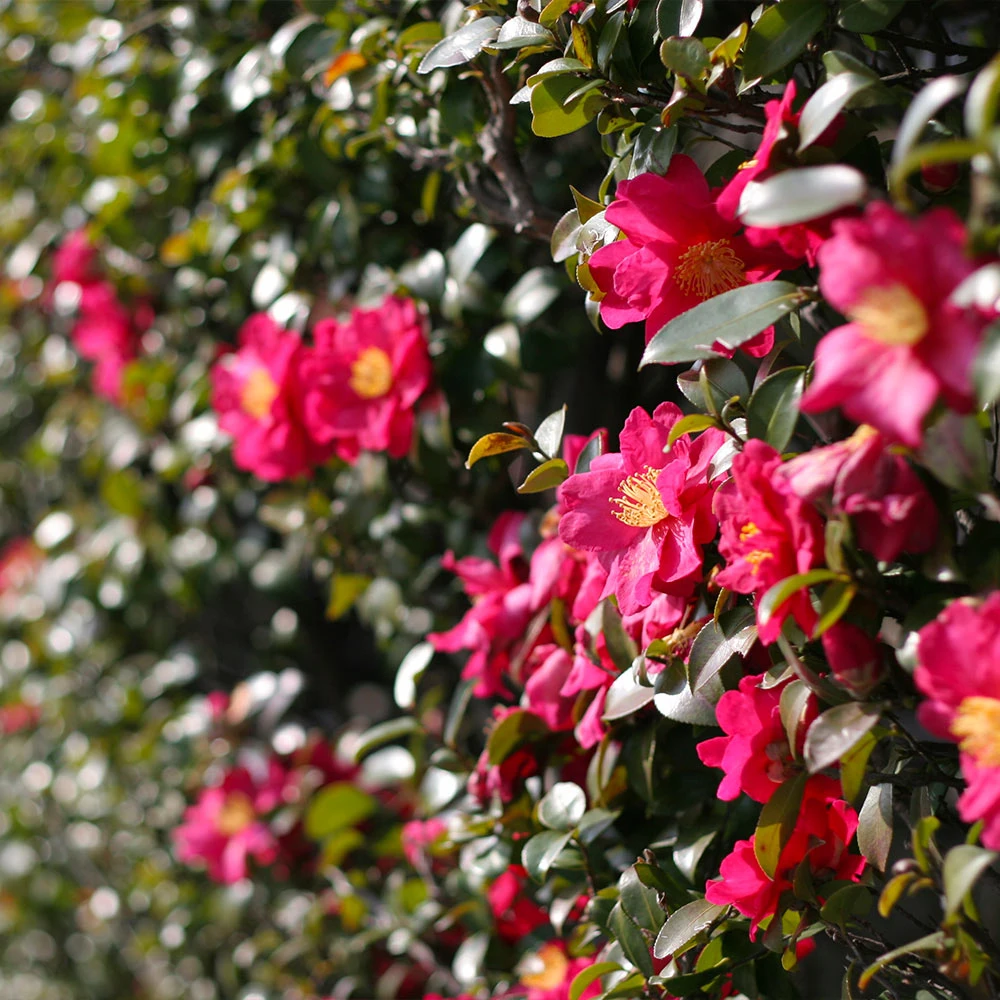 Brighter Blooms Yuletide Camellia Shrub 4 Brighter Blooms Yuletide Camellia Shrub