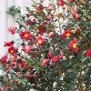 Brighter Blooms Yuletide Camellia Shrub