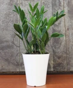 Brighter Blooms ZZ Plant 9 Brighter Blooms ZZ Plant