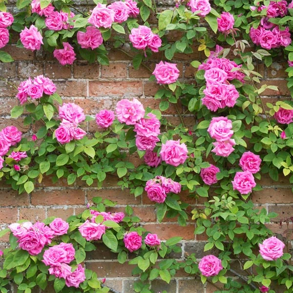 Brighter Blooms Zephirine Drouhin Climbing Rose 2 Brighter Blooms Zephirine Drouhin Climbing Rose