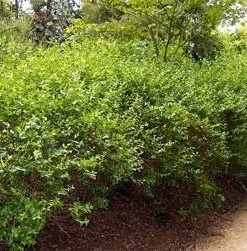 Brighter Blooms Edward Goucher Abelia Shrub 9 Brighter Blooms Edward Goucher Abelia Shrub