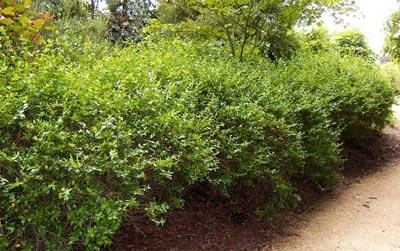 Brighter Blooms Edward Goucher Abelia Shrub 4 Brighter Blooms Edward Goucher Abelia Shrub