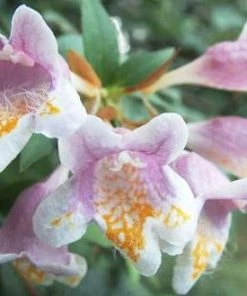 Brighter Blooms Edward Goucher Abelia Shrub 8 Brighter Blooms Edward Goucher Abelia Shrub