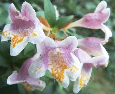 Brighter Blooms Edward Goucher Abelia Shrub 3 Brighter Blooms Edward Goucher Abelia Shrub
