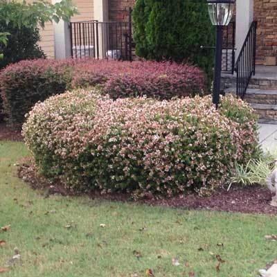 Brighter Blooms Edward Goucher Abelia Shrub 6 Brighter Blooms Edward Goucher Abelia Shrub