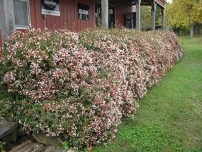 Brighter Blooms Shrubs & Hedges Rose Creek Abelia Shrub 2 Brighter Blooms Shrubs & Hedges Rose Creek Abelia Shrub