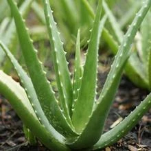 Brighter Blooms Aloe Vera Plant House & Patio