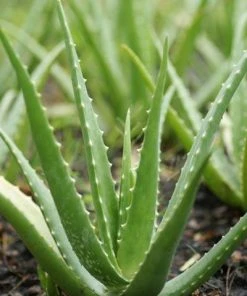 Brighter Blooms Aloe Vera Plant House & Patio 7 Brighter Blooms Aloe Vera Plant House & Patio