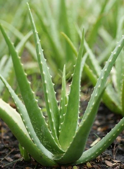 Brighter Blooms Aloe Vera Plant House & Patio 4 Brighter Blooms Aloe Vera Plant House & Patio